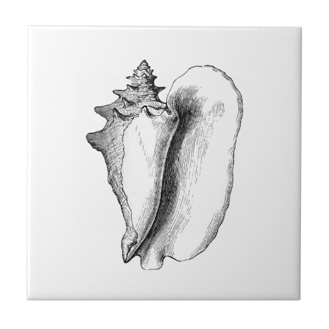 Queen Conch (line art) Tile (Front)