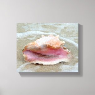Queen Conch on the Beach Canvas Print