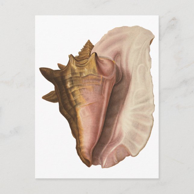 Queen Conch Seashell Shell, Vintage Marine Life Postcard (Front)