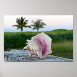 Queen Conch Shell on a Wall, The Bahamas Poster
