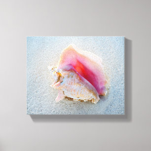 Queen Conch Shell on Bahamas Beach Canvas Print