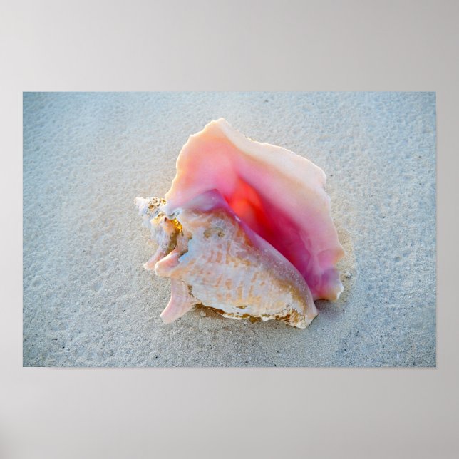 Queen Conch Shell on Bahamas Beach Poster (Front)