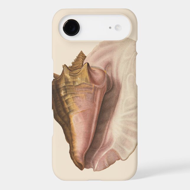Queen Conch Shell Seashell, Vintage Marine Life (Back)