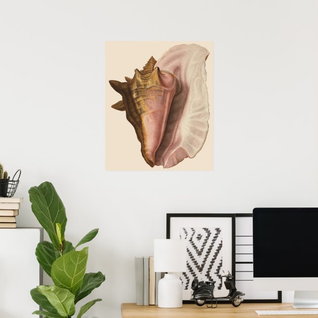 Queen Conch Shell Seashell, Vintage Marine Life Poster (Home Office)