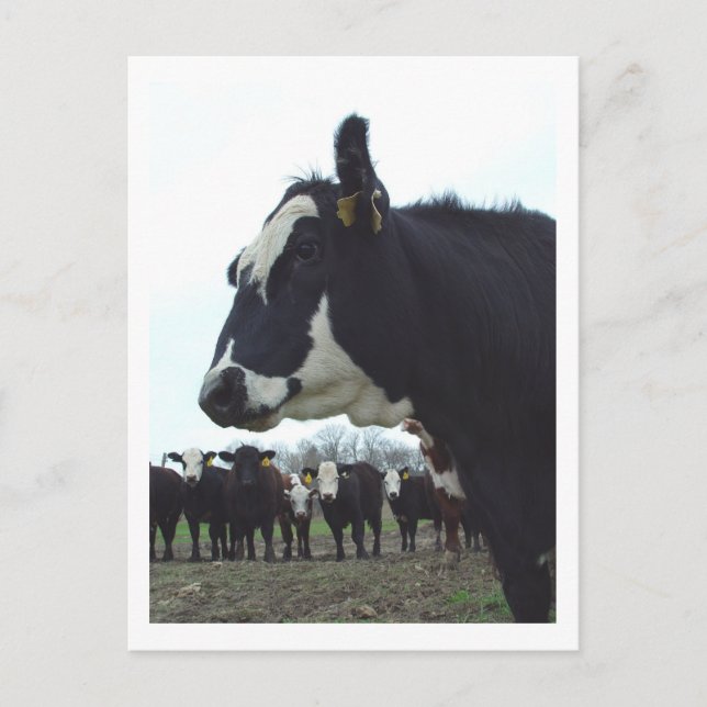 Queen Cow Postcard (Front)