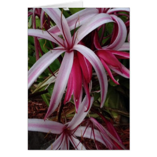Queen Emma's Purple Crinum Lily