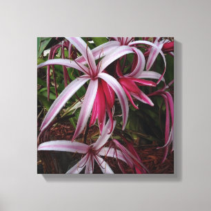Queen Emma's Purple Crinum Lily Canvas Print