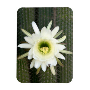 Queen Of The Night Cactus Flower, Karoo Region Magnet