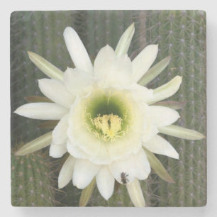 Queen Of The Night Cactus Flower, Karoo Region Stone Coaster