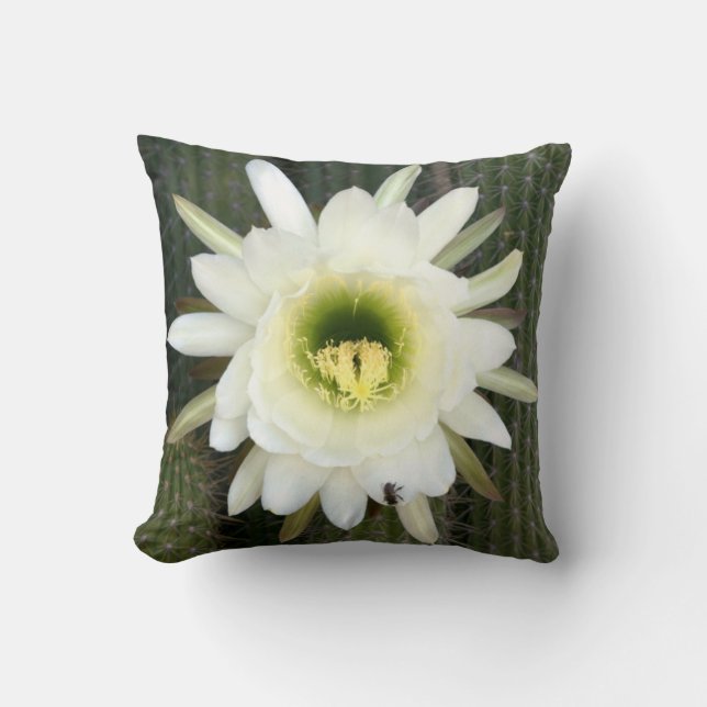 Queen Of The Night Cactus Flower, Karoo Region Throw Pillow (Front)