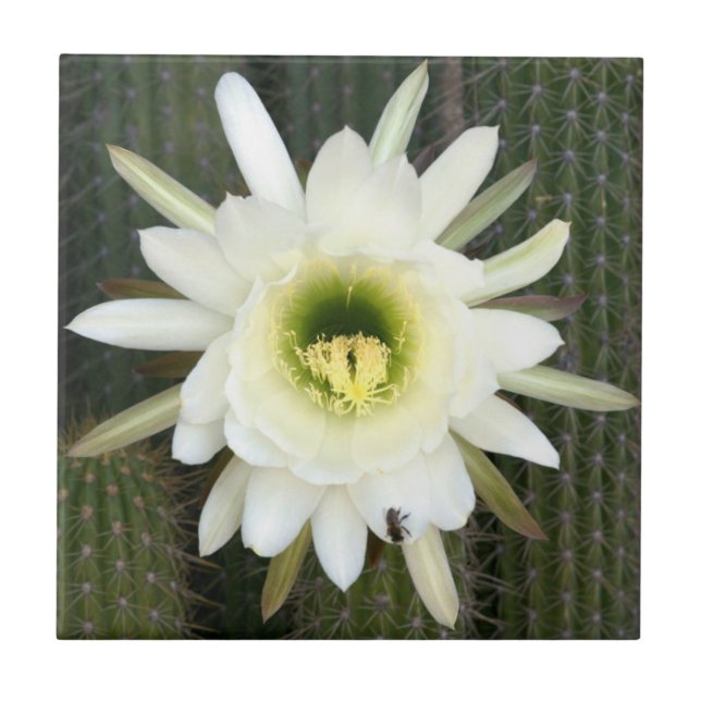 Queen Of The Night Cactus Flower, Karoo Region Tile (Front)
