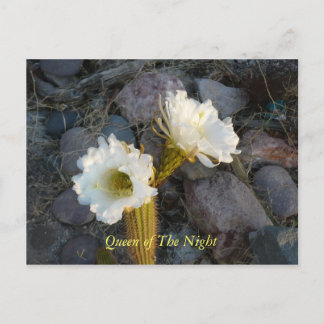 Queen Of The Night Cactus Postcard