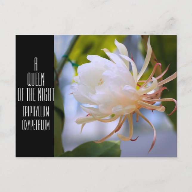 Queen of the Night ：Postcard Postcard (Front)