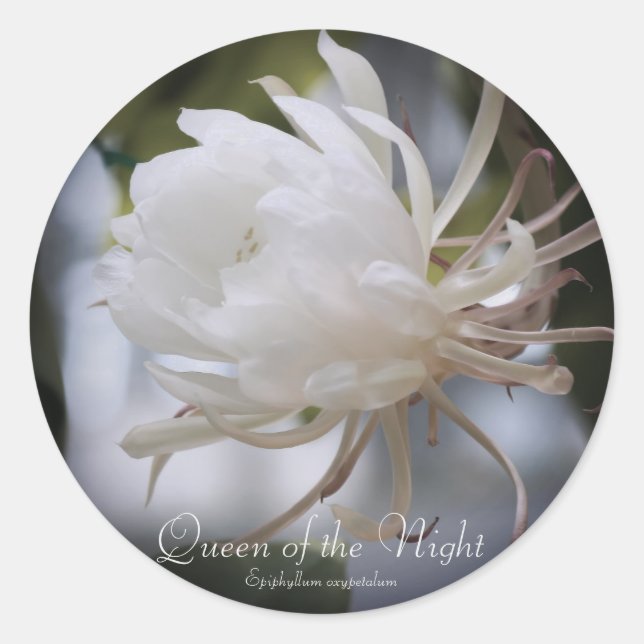 Queen of the Night：Seal Classic Round Sticker (Front)
