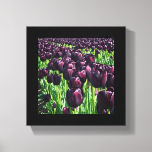 Queen of the Night Tulips Canvas Print