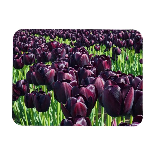 Queen of the Night Tulips Magnet (Horizontal)