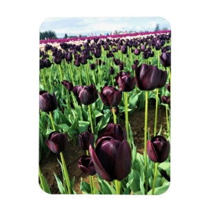 Queen of the Night Tulips, Oregon Magnet