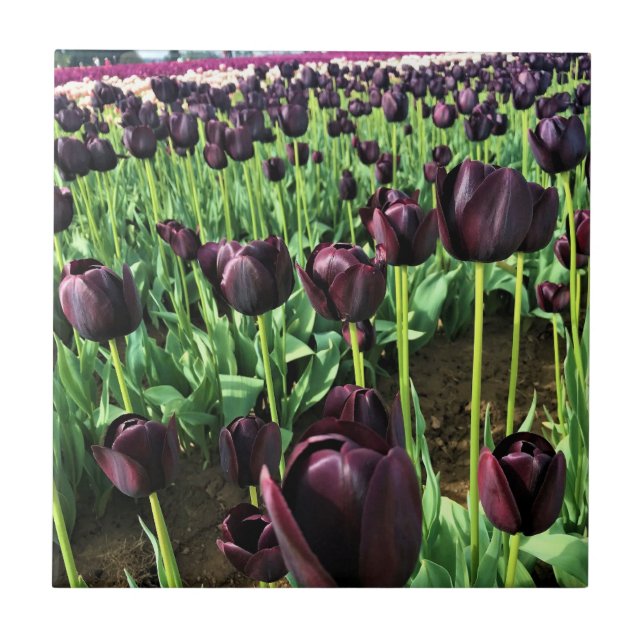 Queen of the Night Tulips, Oregon Tile (Front)