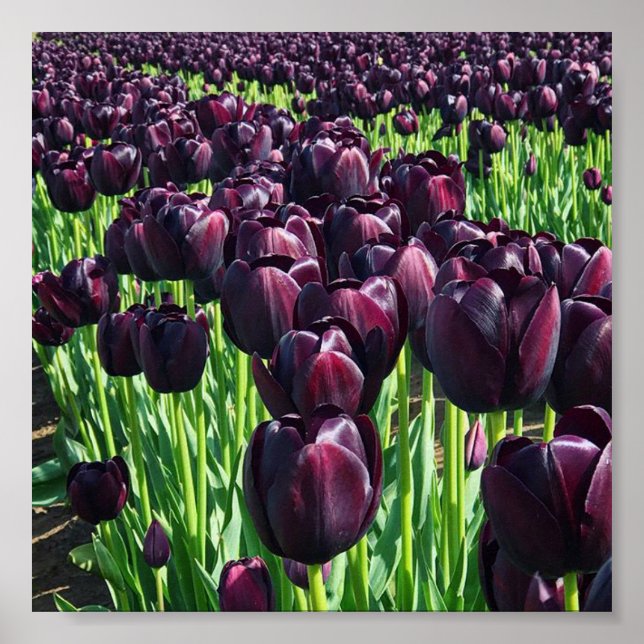 Queen of the Night Tulips Poster (Front)