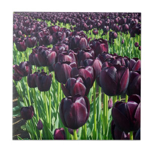 Queen of the Night Tulips Tile