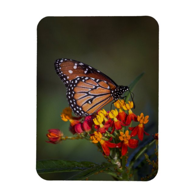 Queen on tropical milkweed magnet (Vertical)
