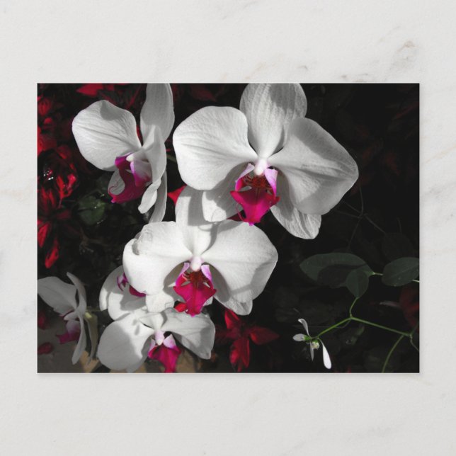 Queen Orchid Postcard (Front)
