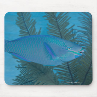 Queen Parrotfish (Scarus vetula) swimming over Mouse Pad