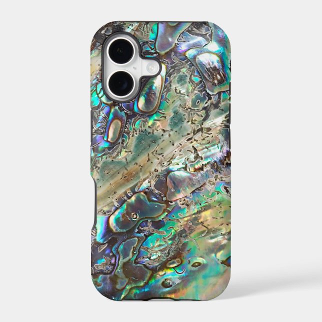 Queen paua shell (Back)