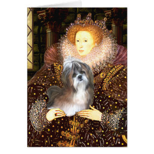 Queen - Shih Tzu 8 (blanc-brun)