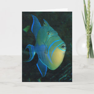 Queen Triggerfish greeting card