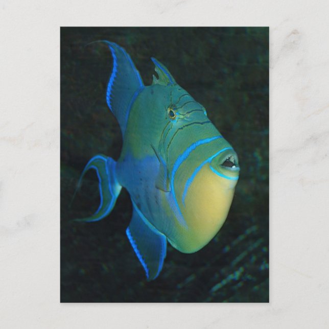 Queen Triggerfish postcard (Front)