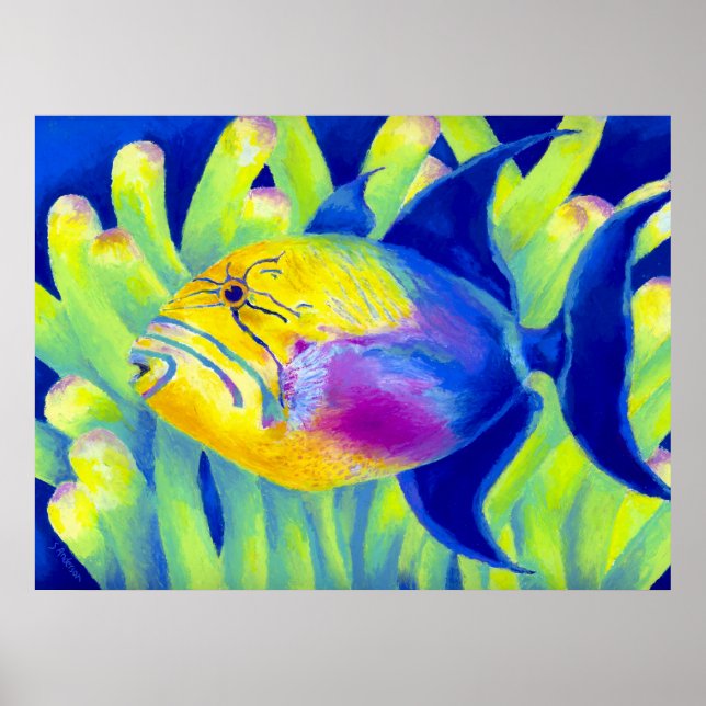 Queen Triggerfish Poster (Front)