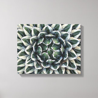Queen Victoria agave, variegated Canvas Print