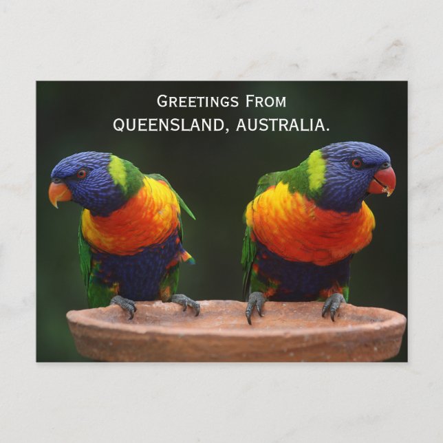Queensland Rainbow Lorikeets  Australia Postcard (Front)