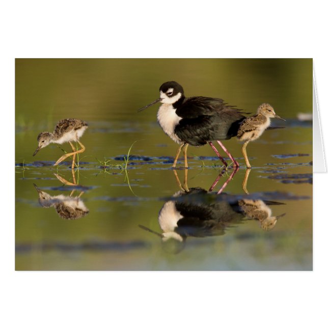 Quels mignons petits (Devant horizontal)