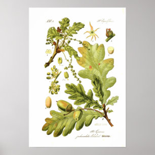 Quercus pedunculata (English Oak) Poster