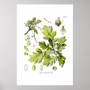 Quercus pedunculata : syn.Q robur. (English Oak) Poster