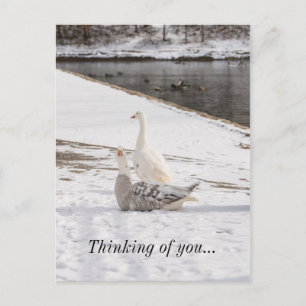 Qu'est-ce que Goose penser de vous carte postale