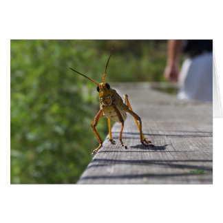 Qu'est-ce que Hoppin ? (avec texte)