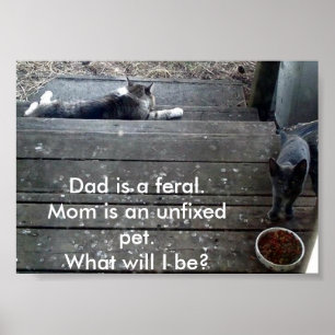 "Qu'est-ce que je serai ?" affiche de feral kitten