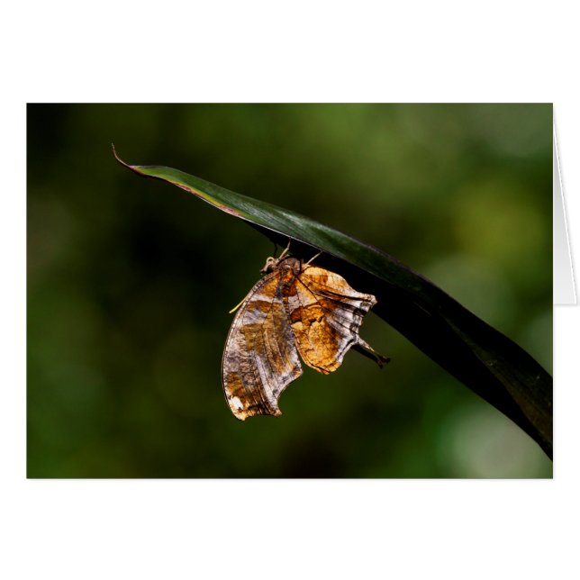 Question mark butterfly (Front Horizontal)