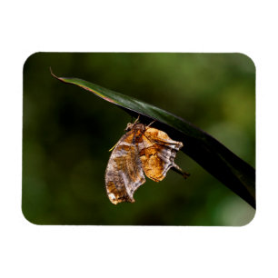 Question mark butterfly magnet