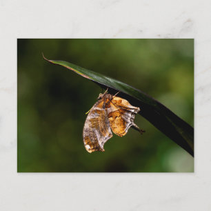 Question mark butterfly postcard