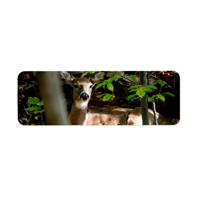 Queue blanche (Devant)