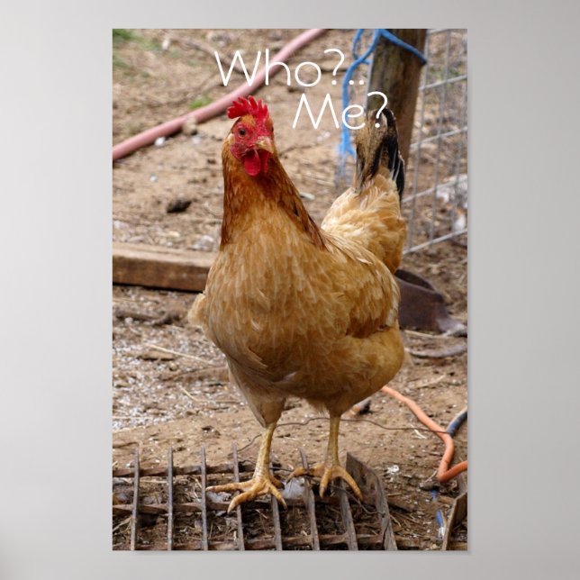 Qui appelez-vous le poulet ? Affiche (Devant)