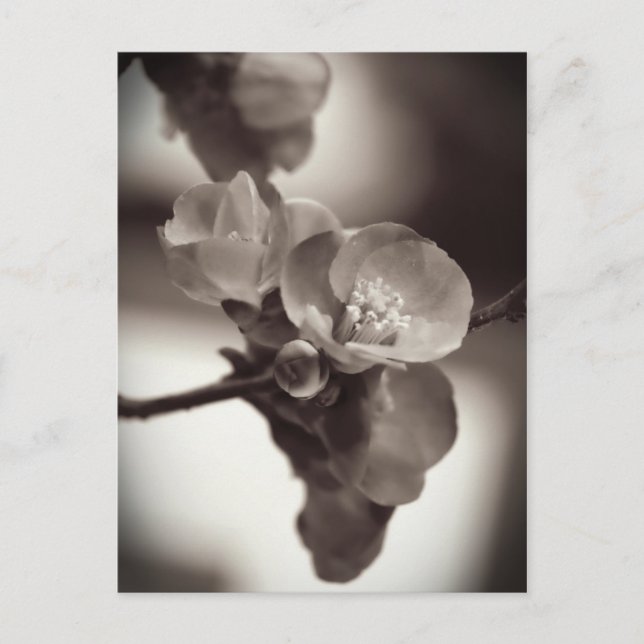 Quiet Beauty Postcard (Front)