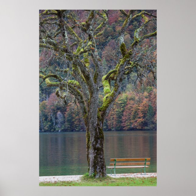 Quiet bench along a lake, Germany Poster (Front)