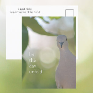 Quiet Bird Moment – Let the Day Unfold Dove Postcard