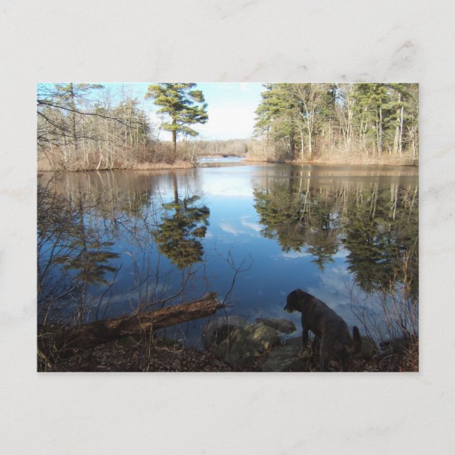 Quiet Cove w/dog ~ postcard (Front)