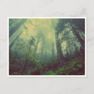 Quiet Forest Postcard